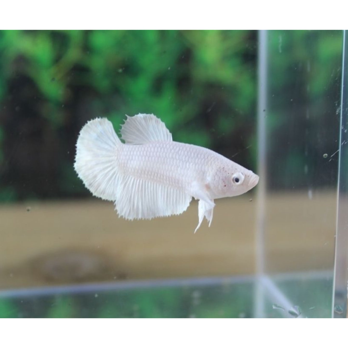 Betta splendens Halfmoon femmina