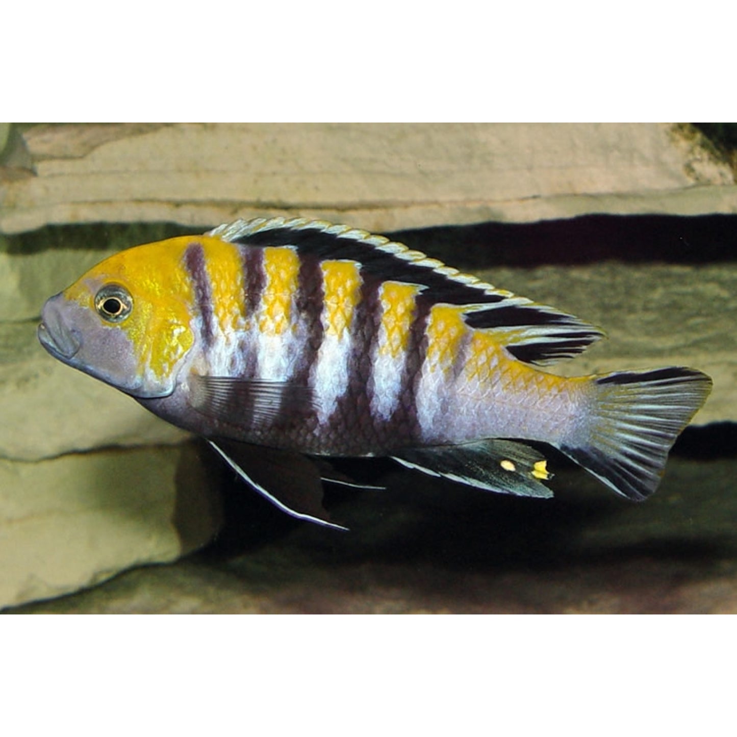 Cynotilapia Afra Cobue