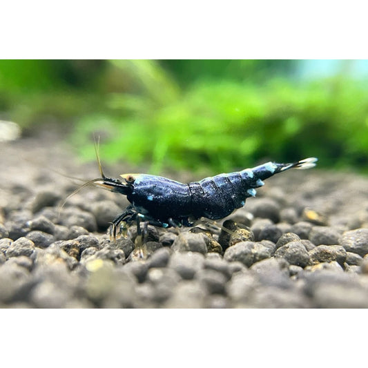 Caridina sp. Metallic Purple grado SS