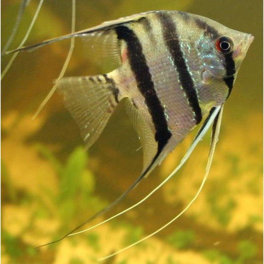 Pterophyllum Altum Peruensis