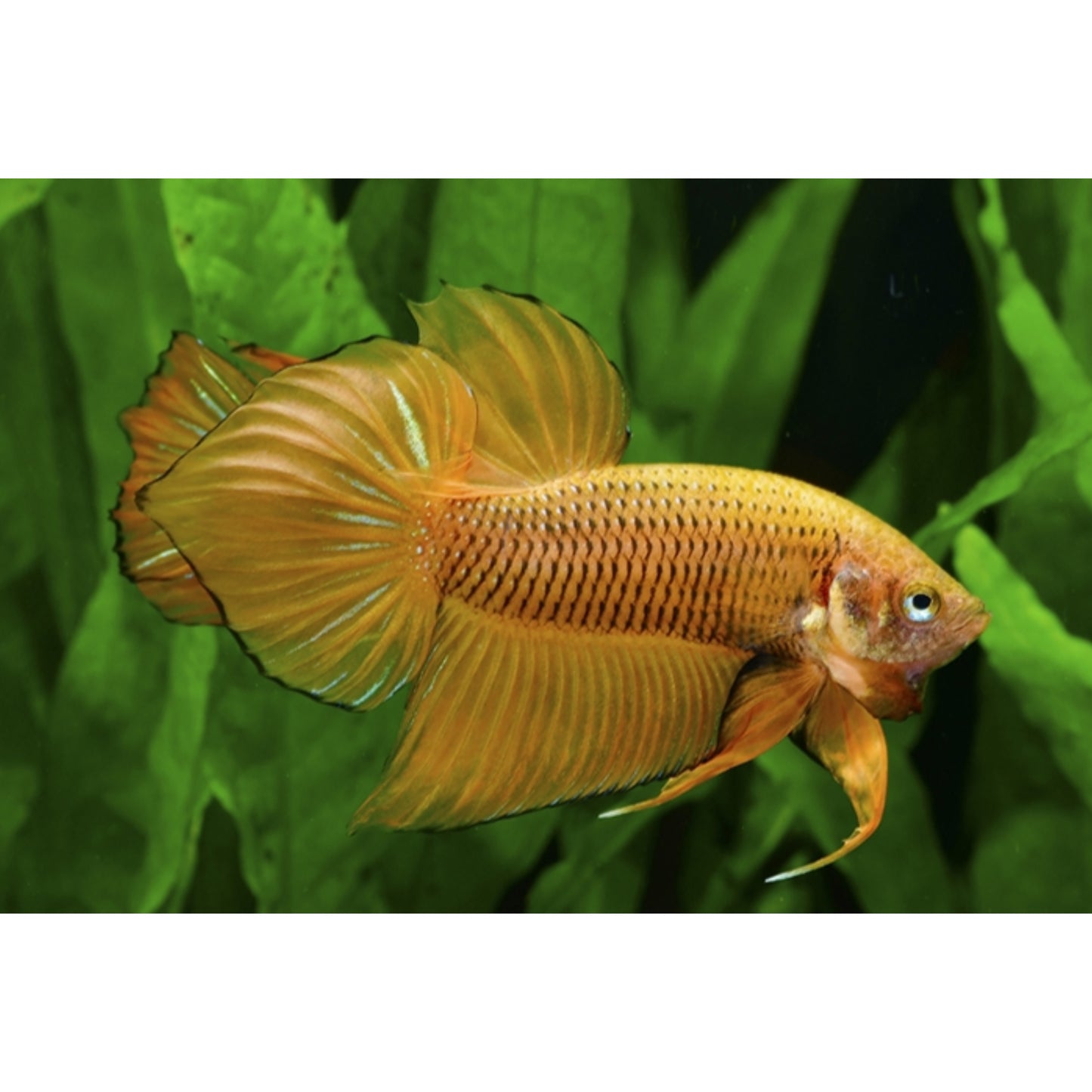 Betta splendens Wild benjarong yellow