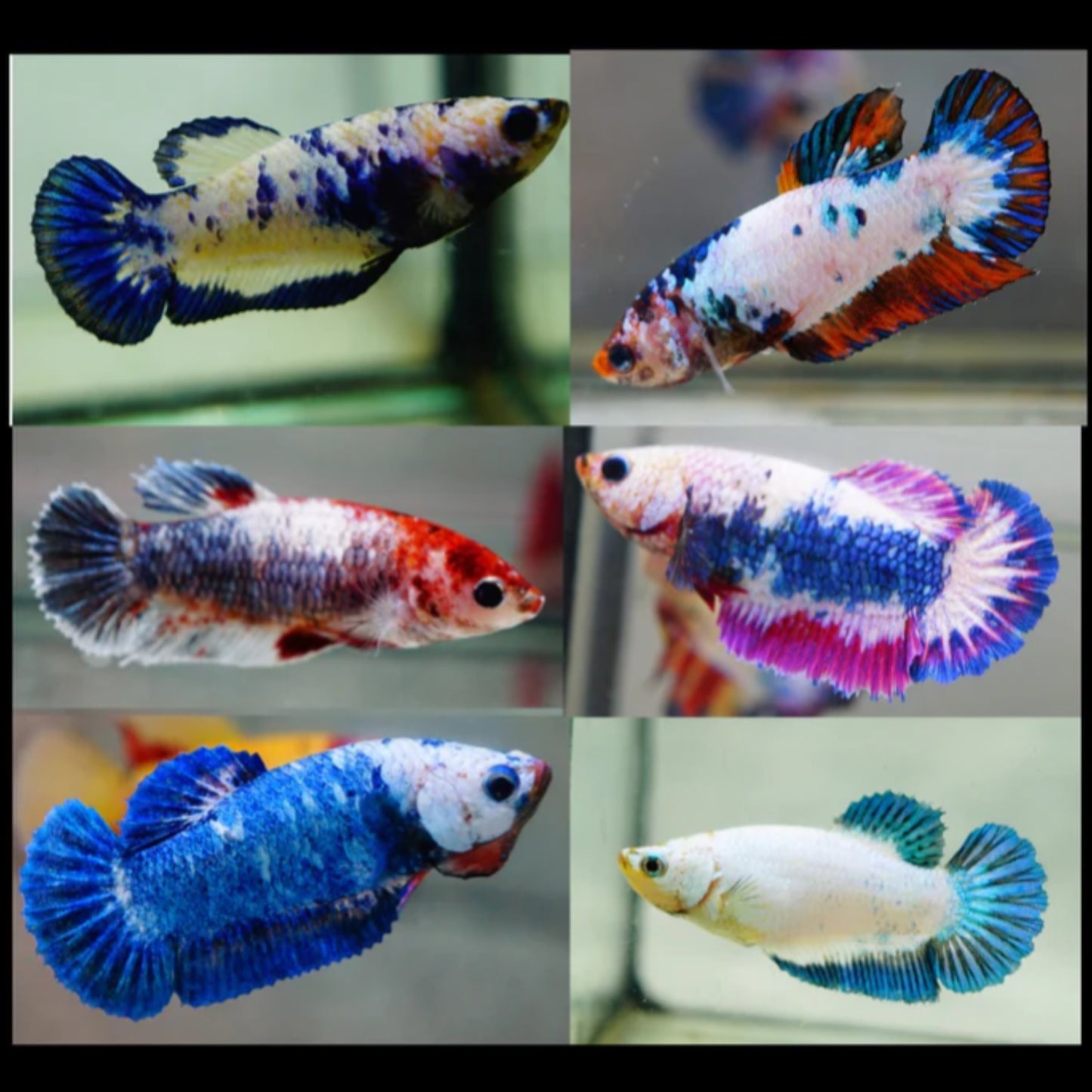 Betta splendens “plakat fancy” mix color