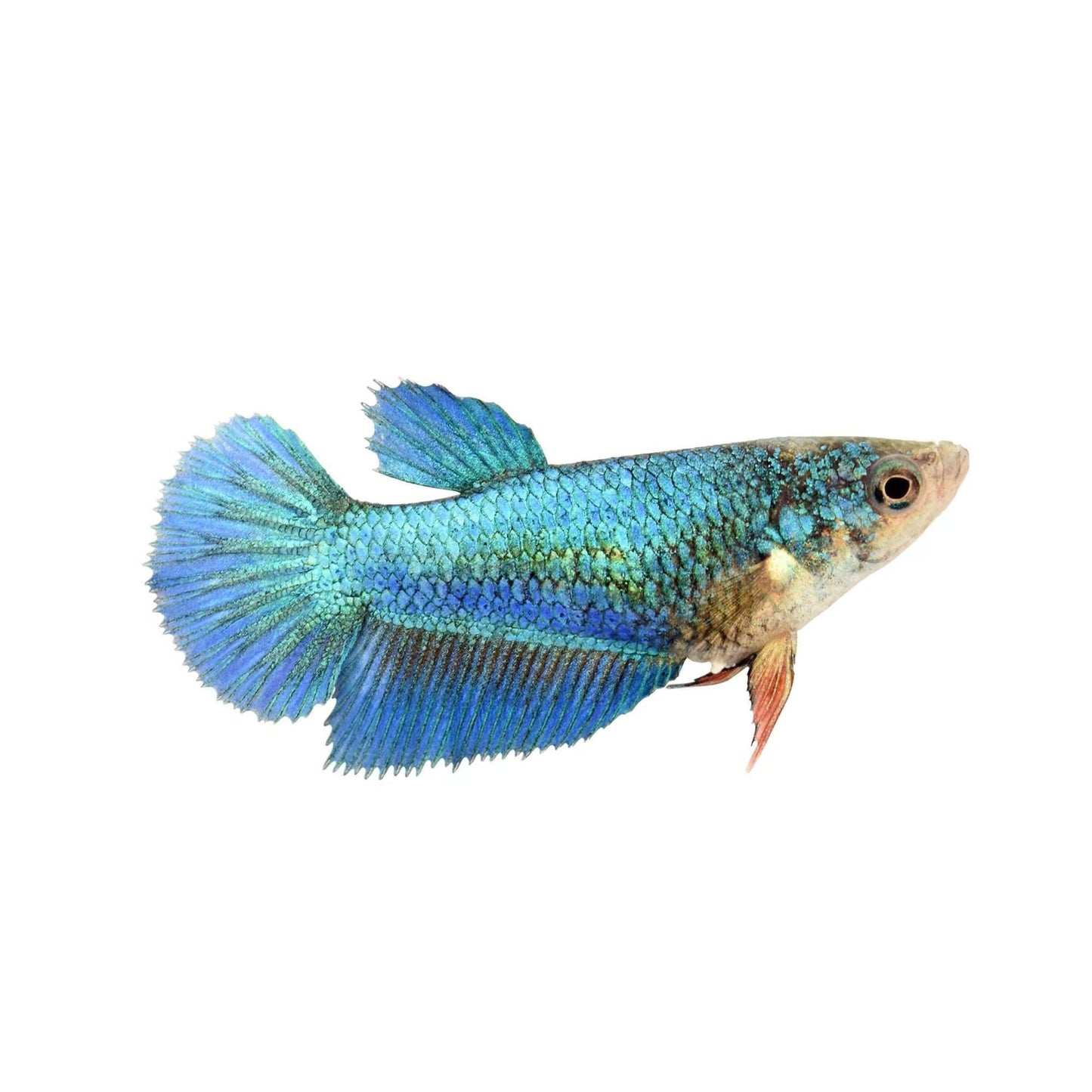 Betta Halfmoon Mix Femmina