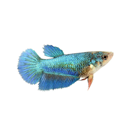 Betta Halfmoon Mix Femmina