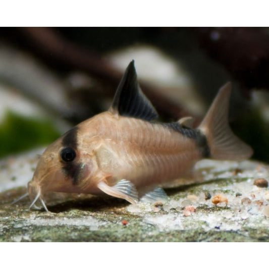 Corydoras metae