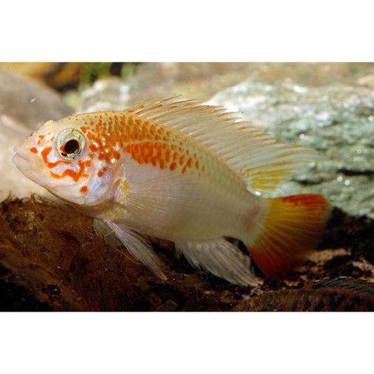 Apistogramma viejeta Gold