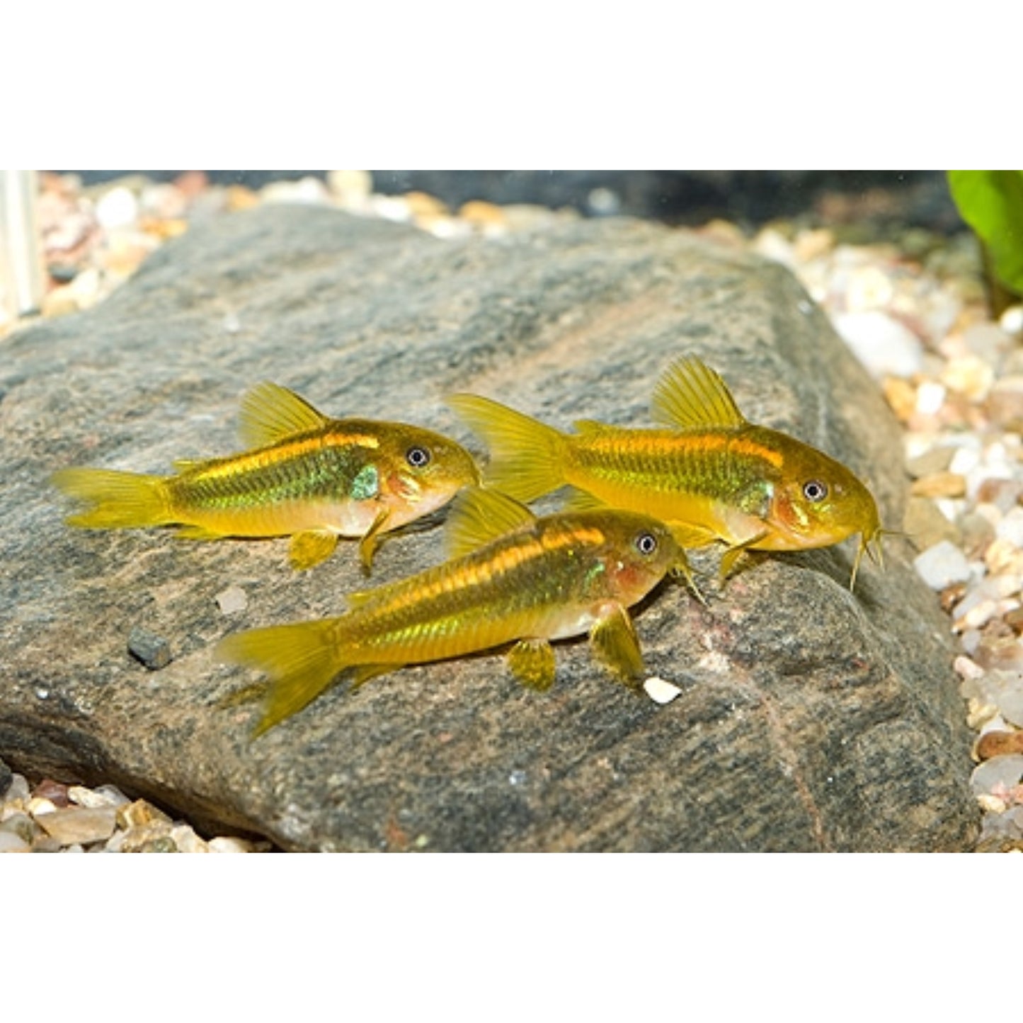 Corydoras aeneus peru Gold strip