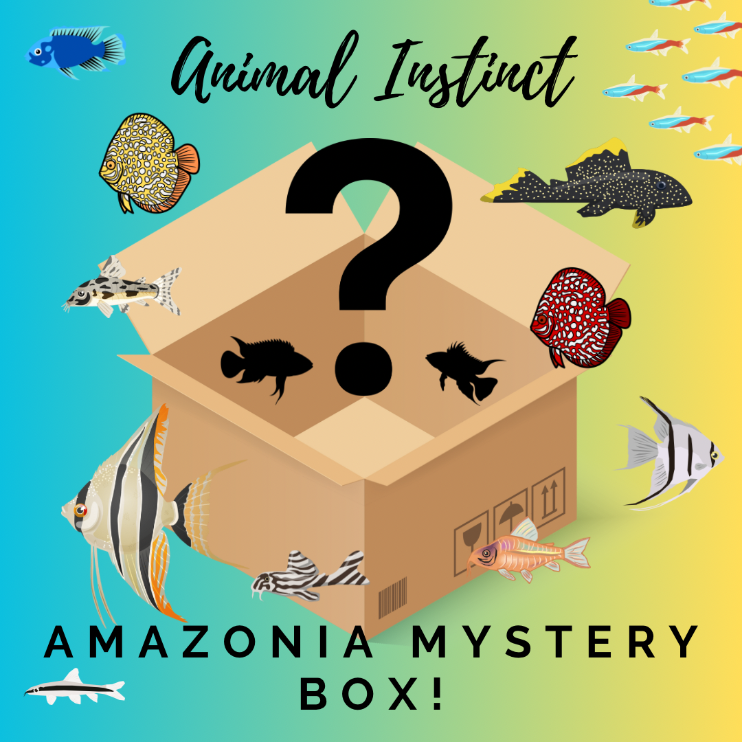 Amazonia Mystery Box