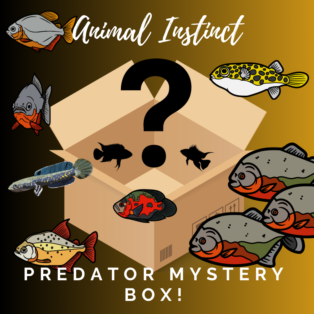 Predator Mystery Box