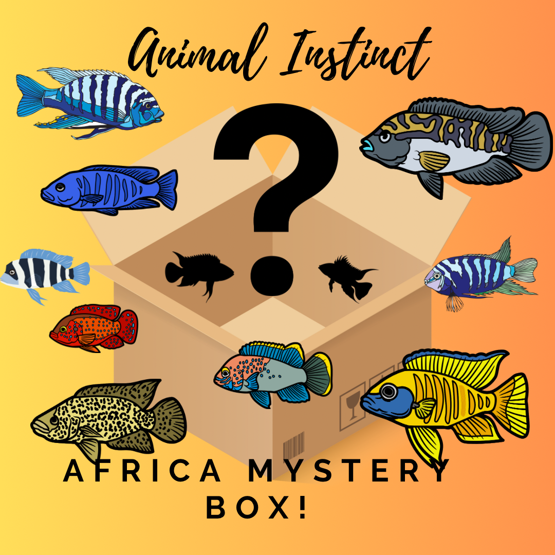 Africa Mystery Box