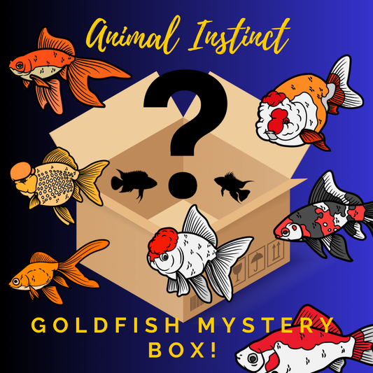 Goldfish Mystery Box