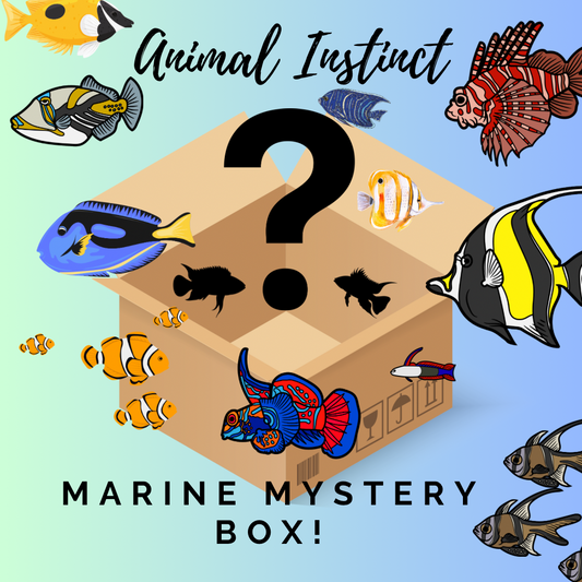 aquarium fish mystery box Buy Hear the ocean calling Coburg Aquarium|Shop Live Fish|Goldfish Mystery