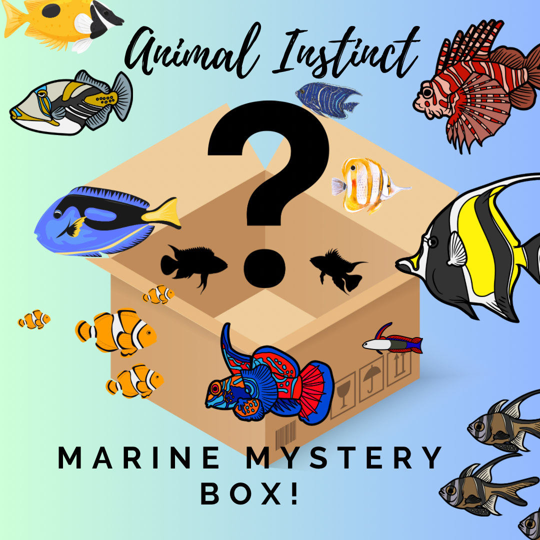 Marine Mystery Box