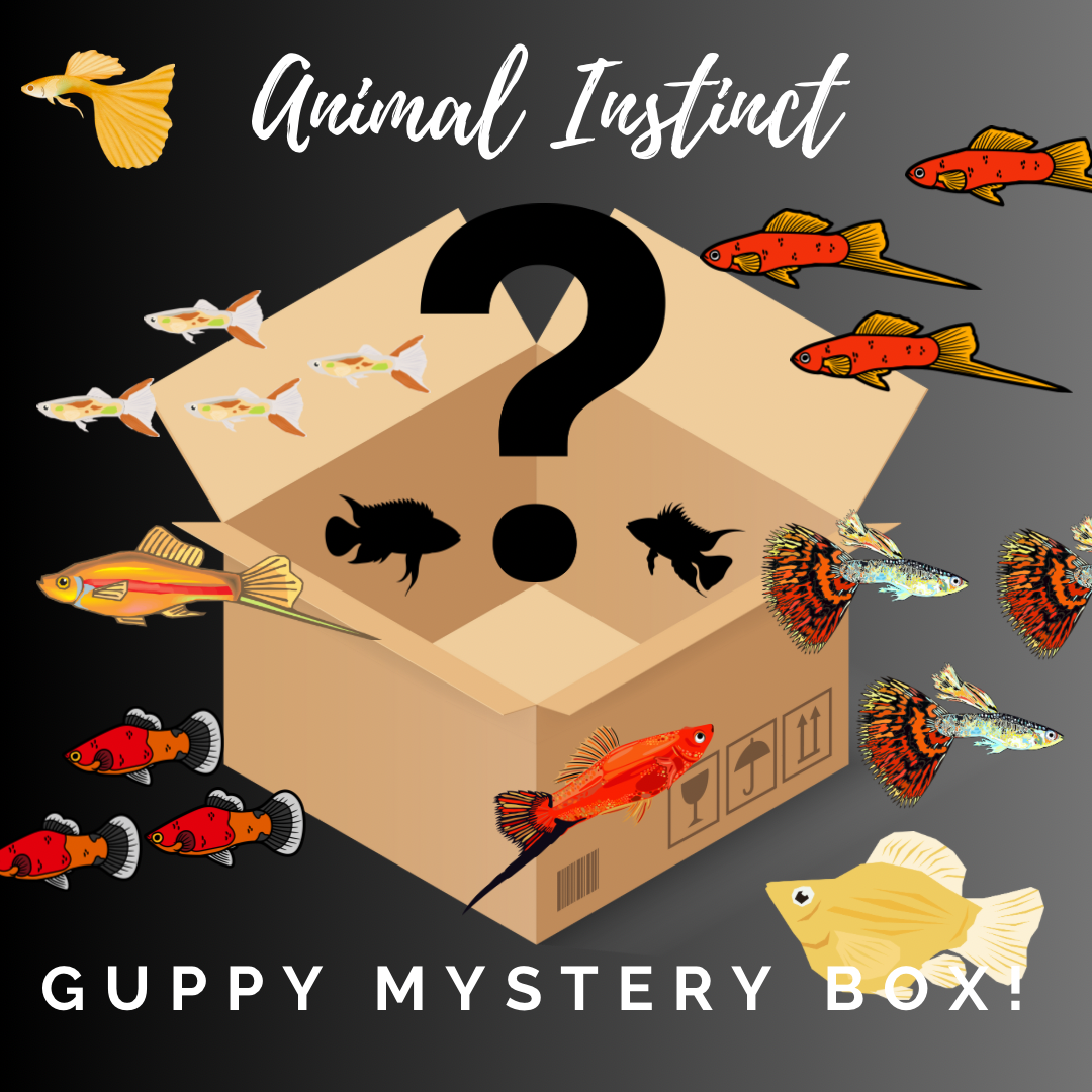 Guppy Mystery Box