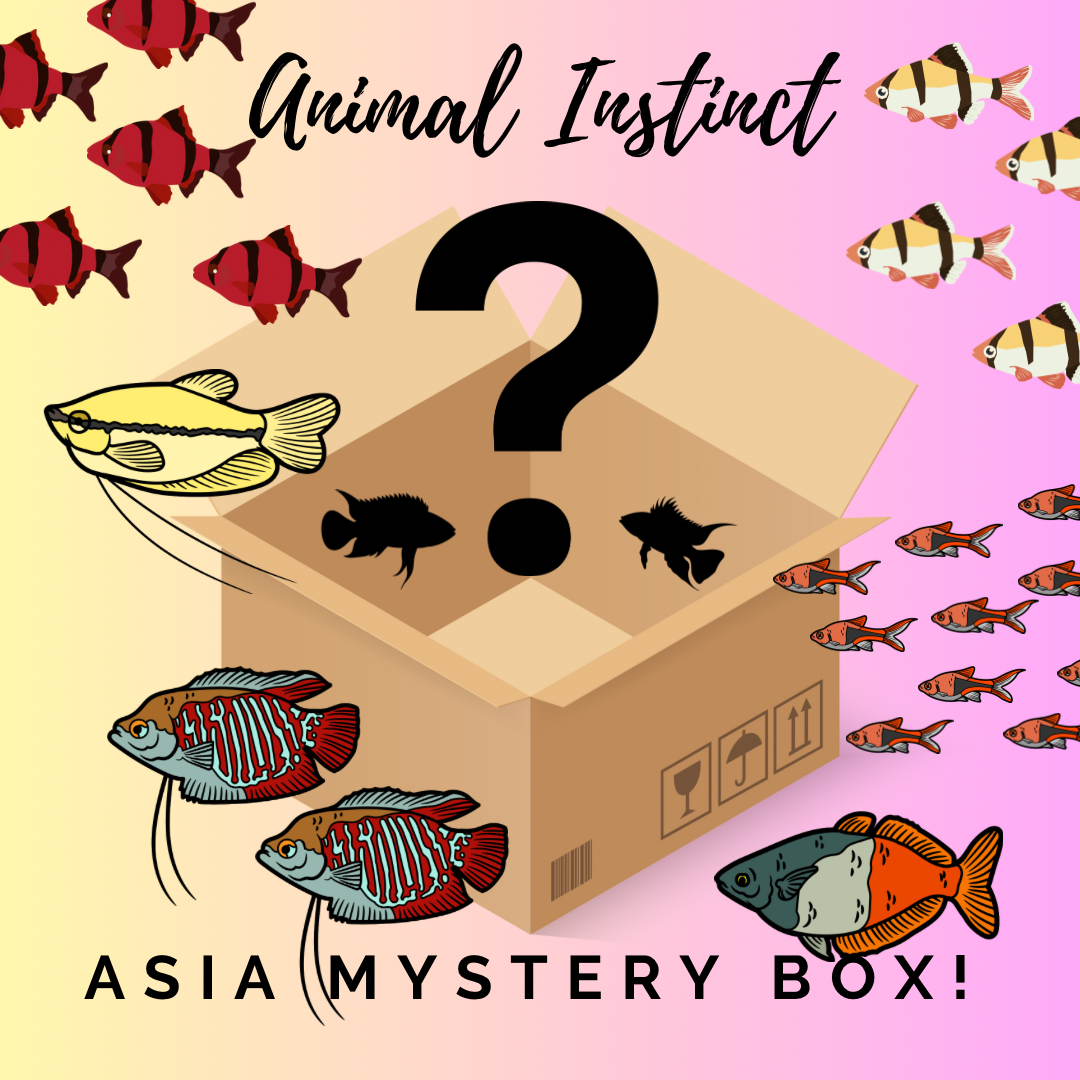 Asia Mystery Box