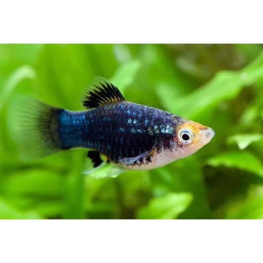 Xiphophorus maculatus (platy) “Black”