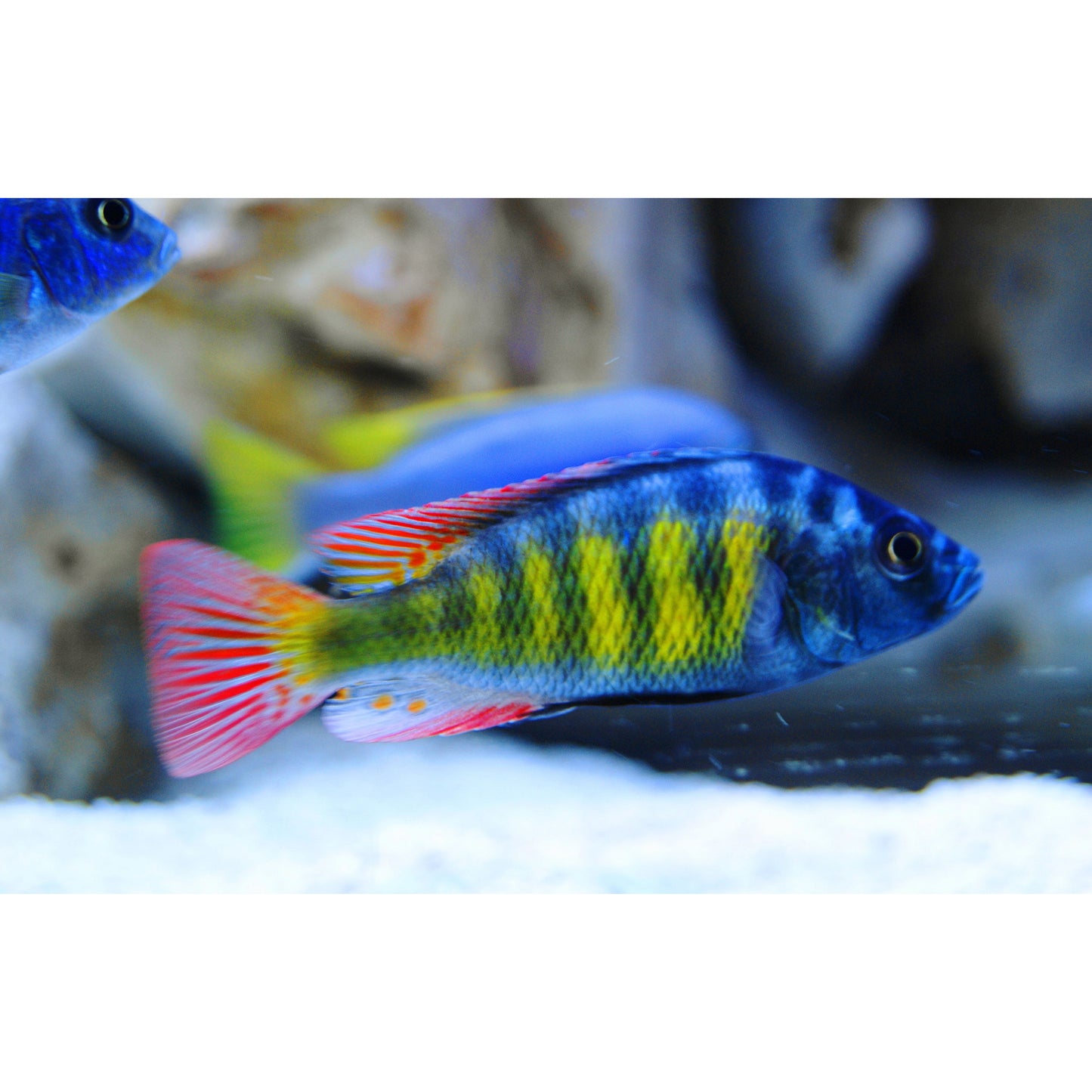 Haplochromis Sp. 44