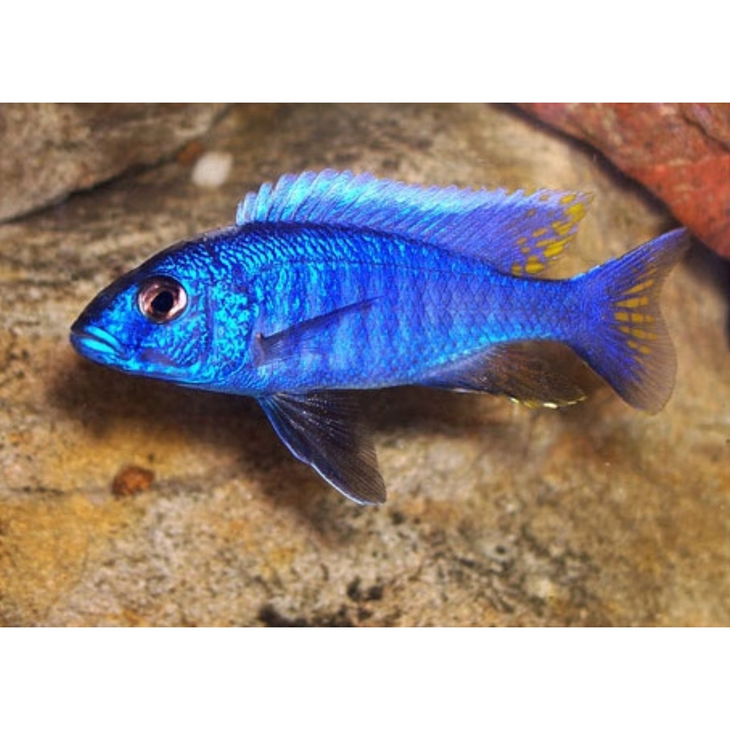 Haplochromis Fryeri