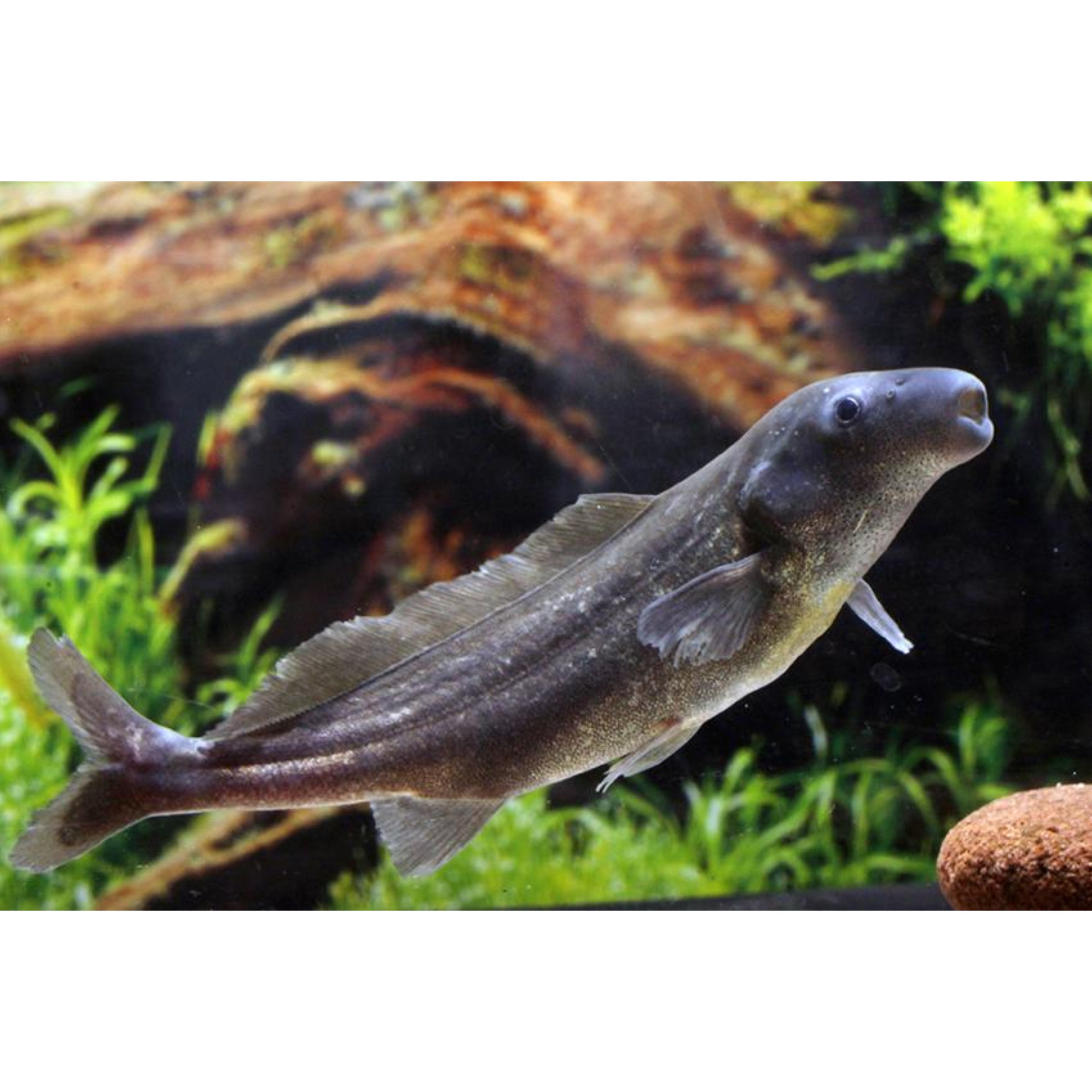 Mormyrus Mormyrus longirostris – Animal.Instinct