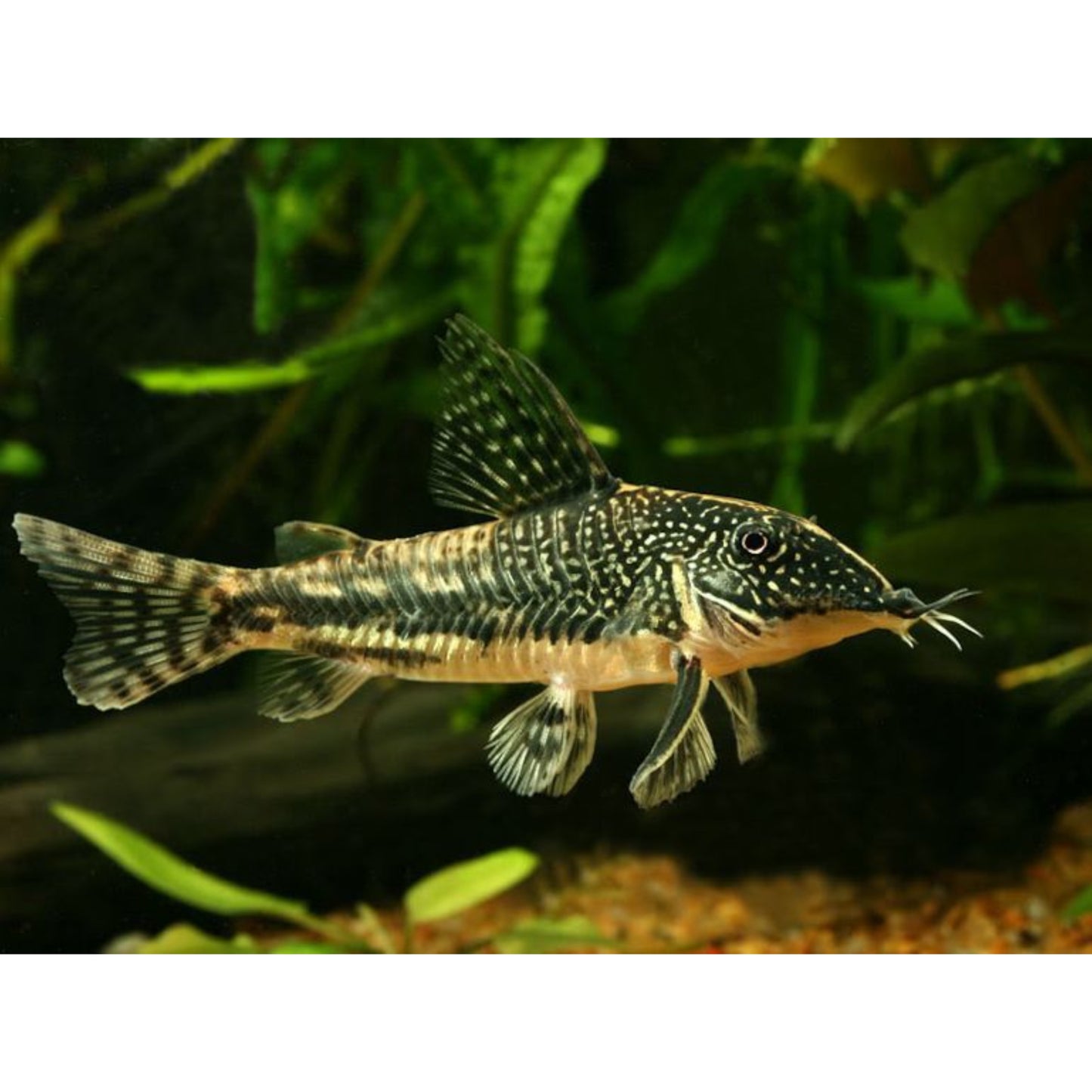 Corydoras barbatus