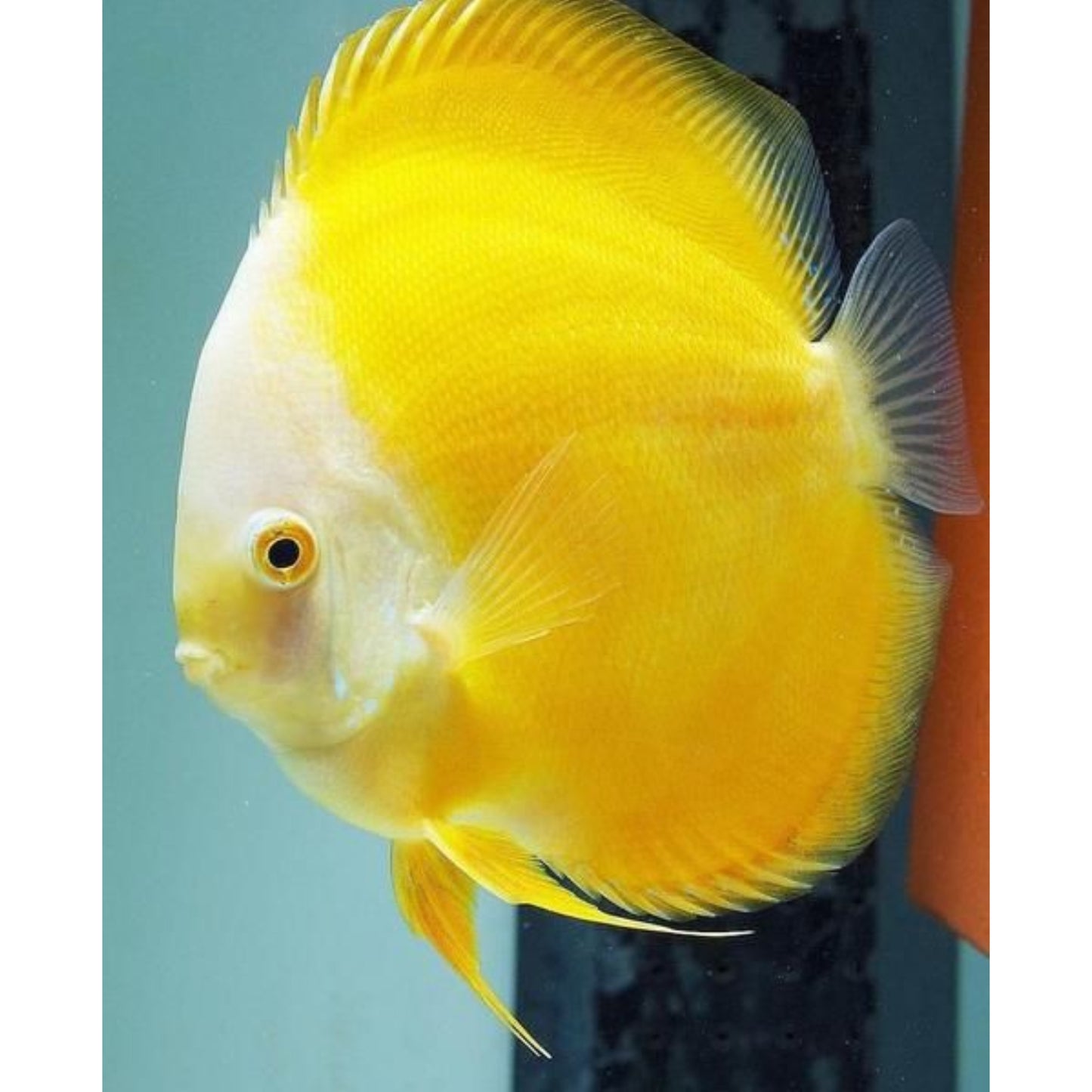 Symphysodon Discus Golden Melon