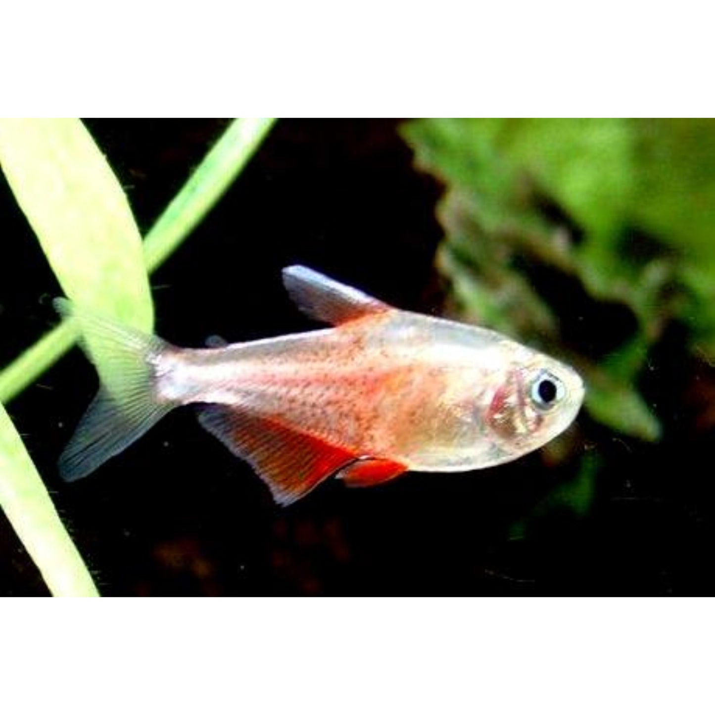 Hyphessobrycon Flammeus Diamant