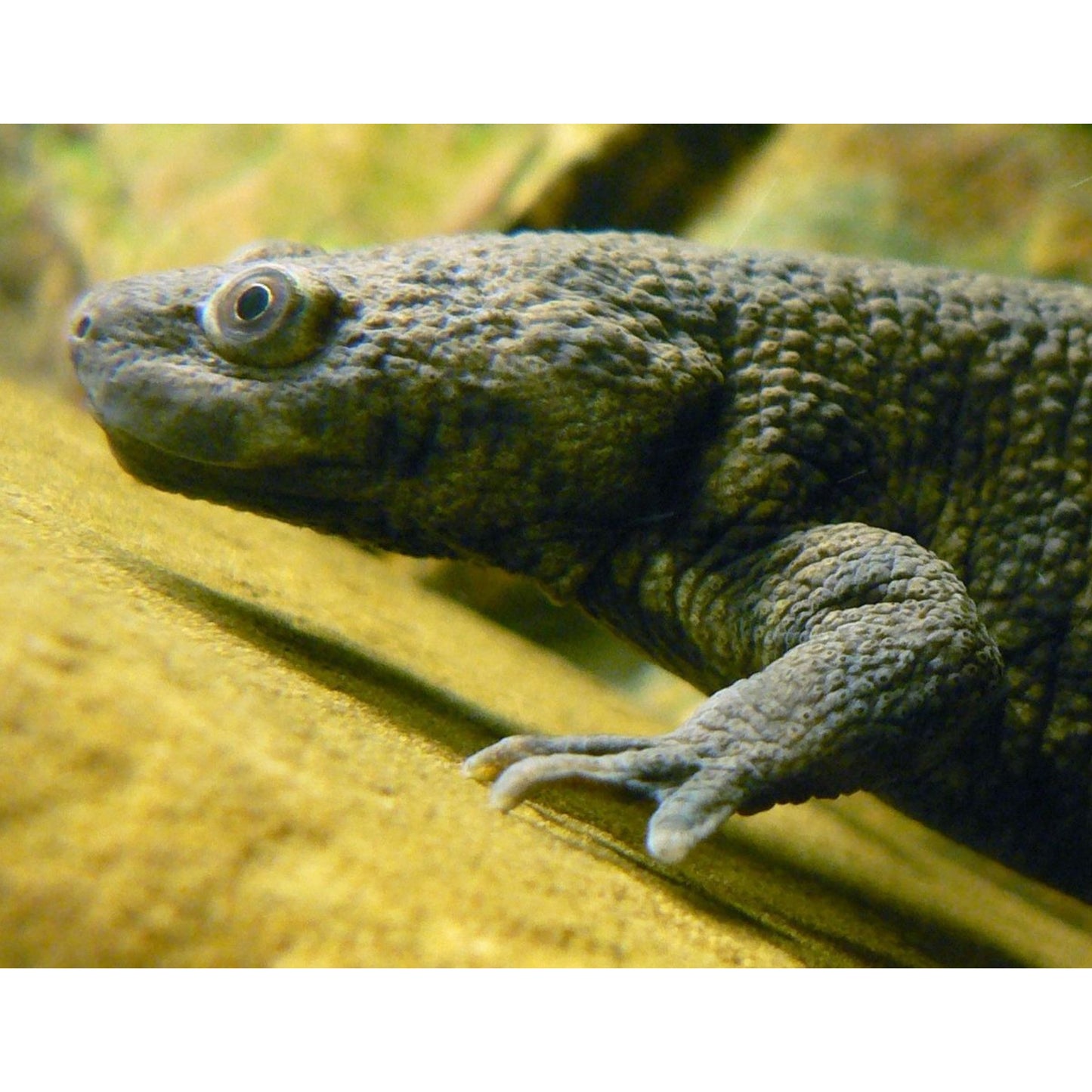 Pleurodeles sp.