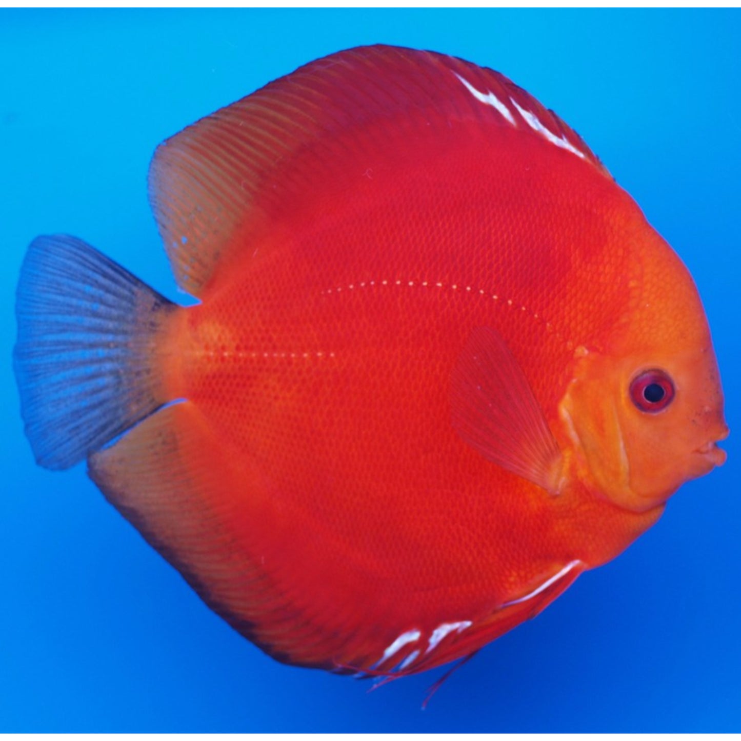 Symphysodon Discus Red Marlboro