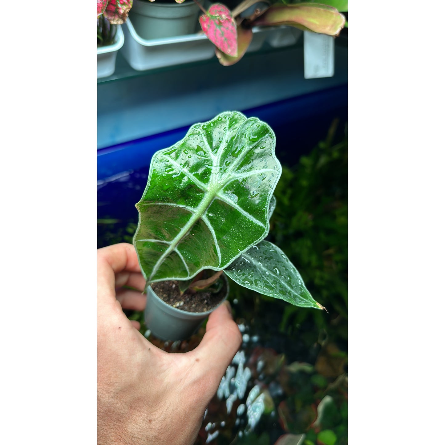 Alocasia polly