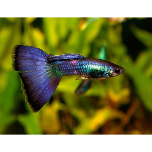 Poecilia reticulata (Guppy) moscow blue maschio