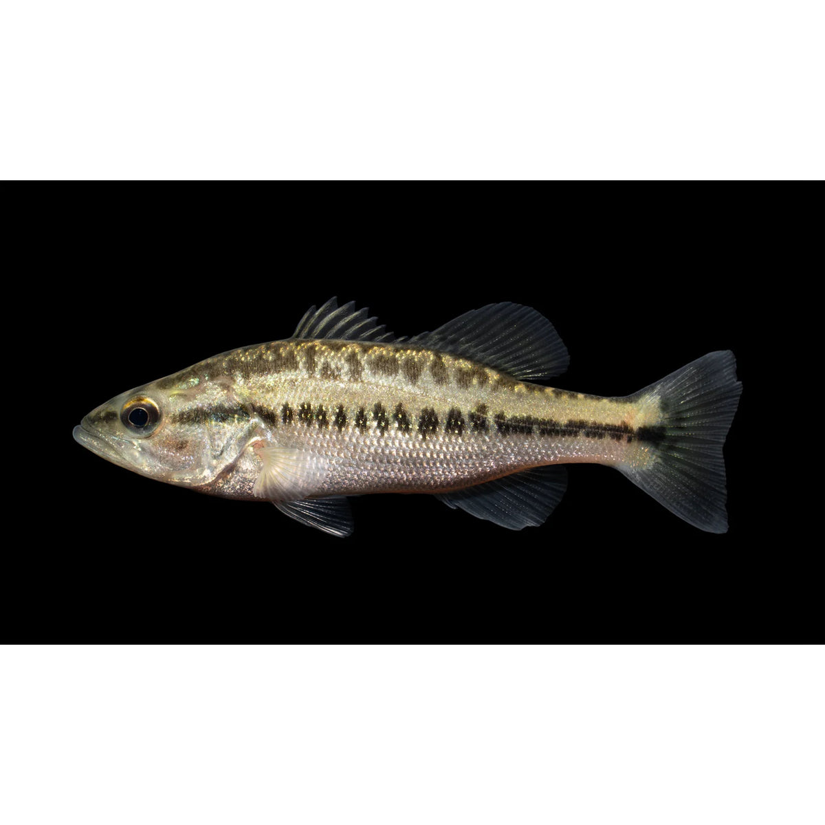 Micropterus salmoides (Black Bass)