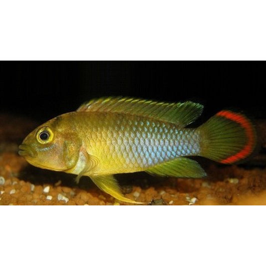 Apistogramma Nijsseni