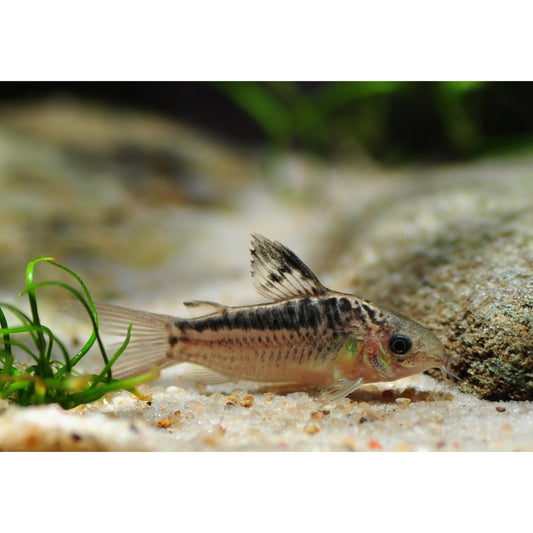 Corydoras elegans