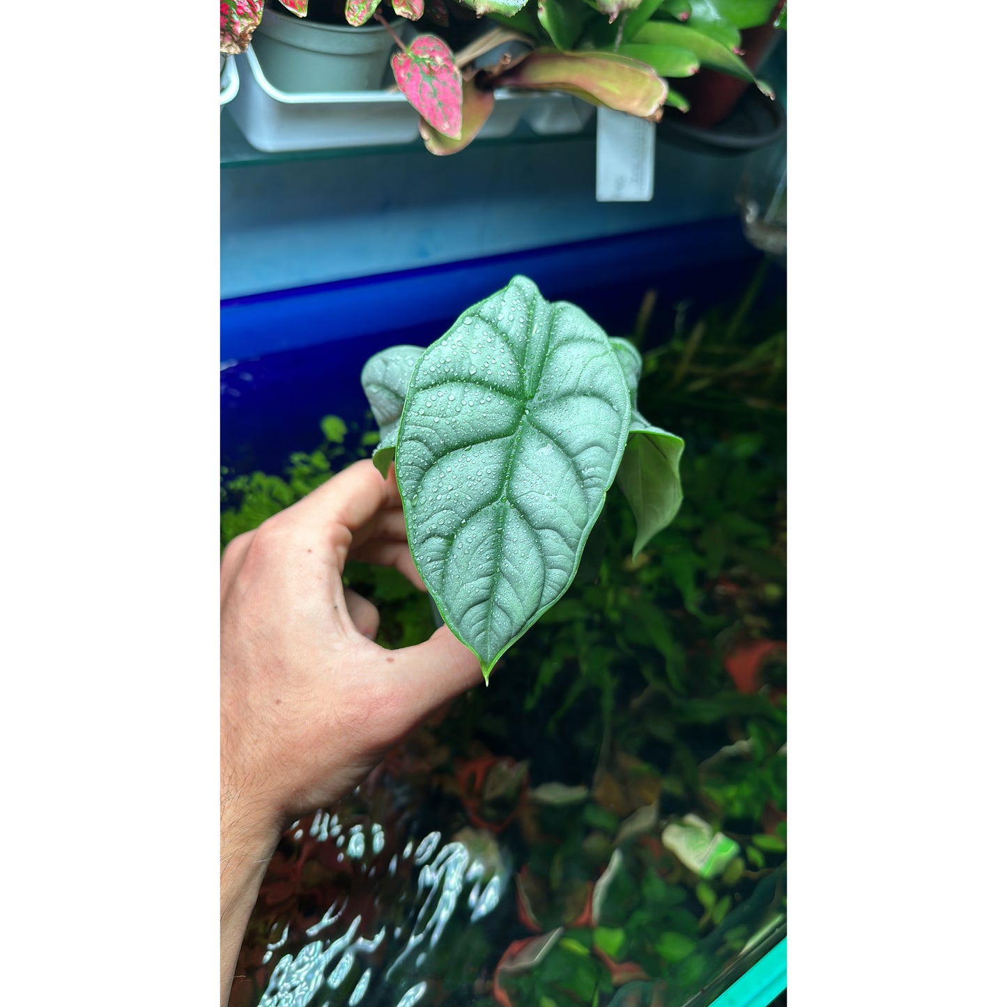 Alocasia “Dragon Silver”