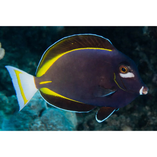 Acanthurus nigricans