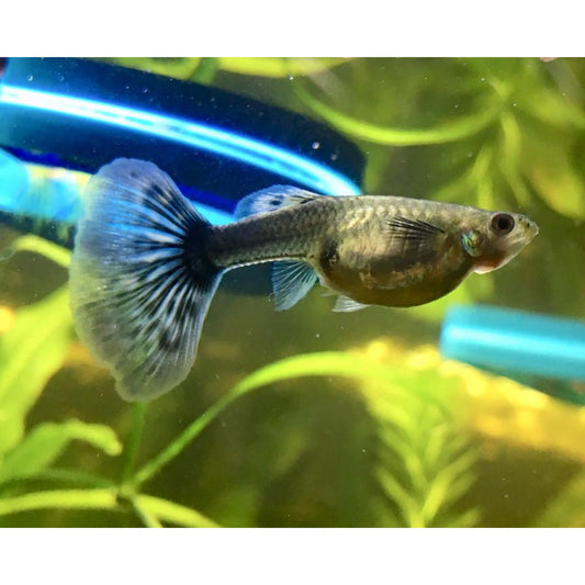 Poecilia reticulata (Guppy) femmine mix Dumbo