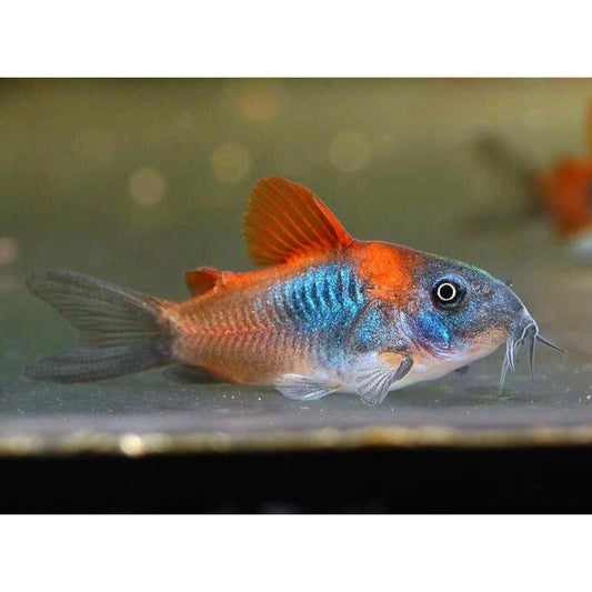 Corydoras venezuelanus Orange