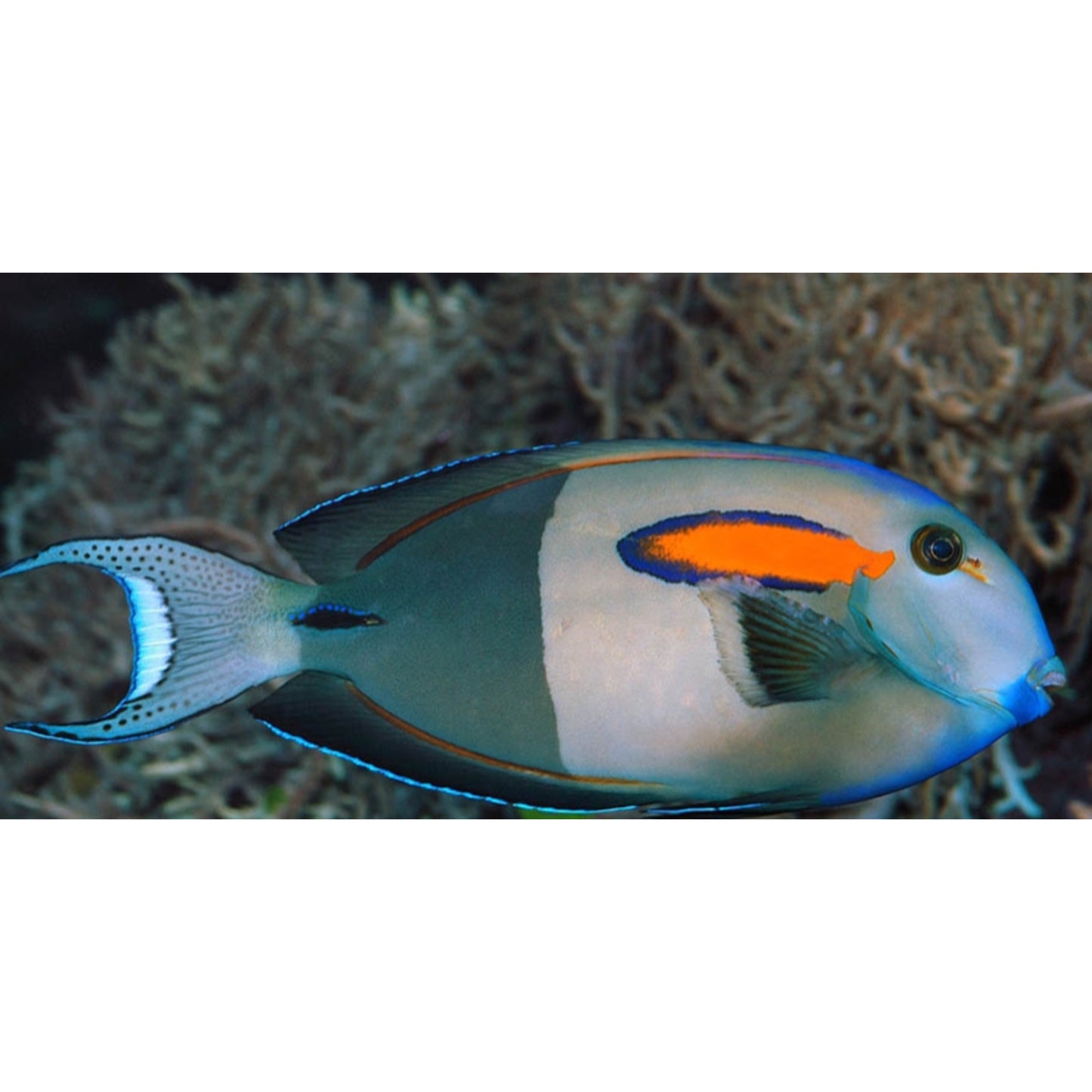 Acanthurus olivaceus