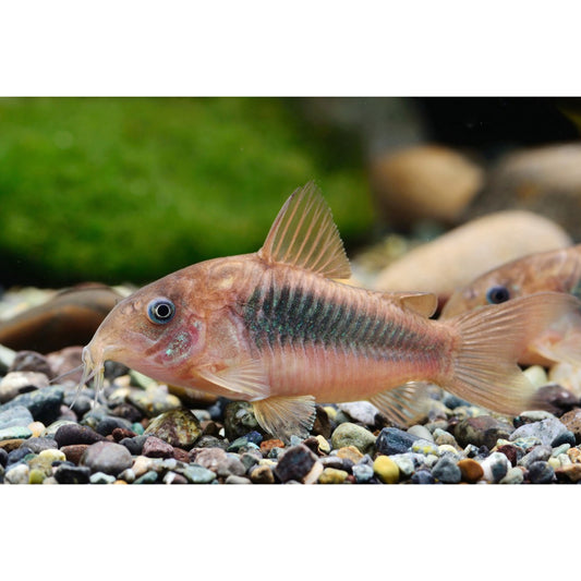 Corydoras aeneus