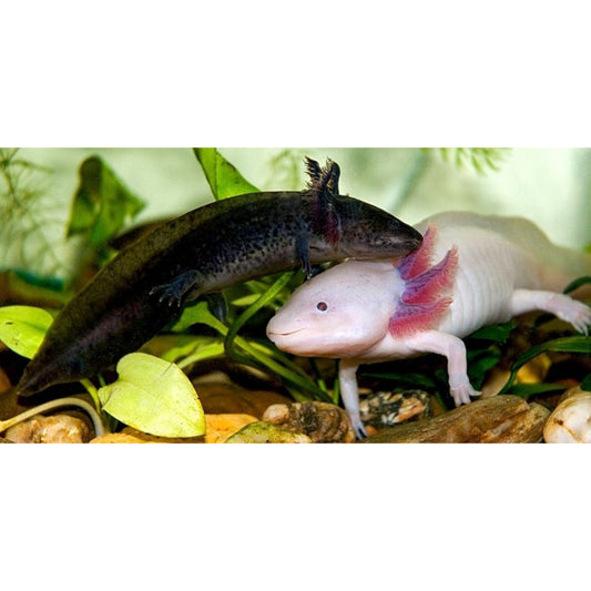 Ambystoma mexicanum Axolotl mix color