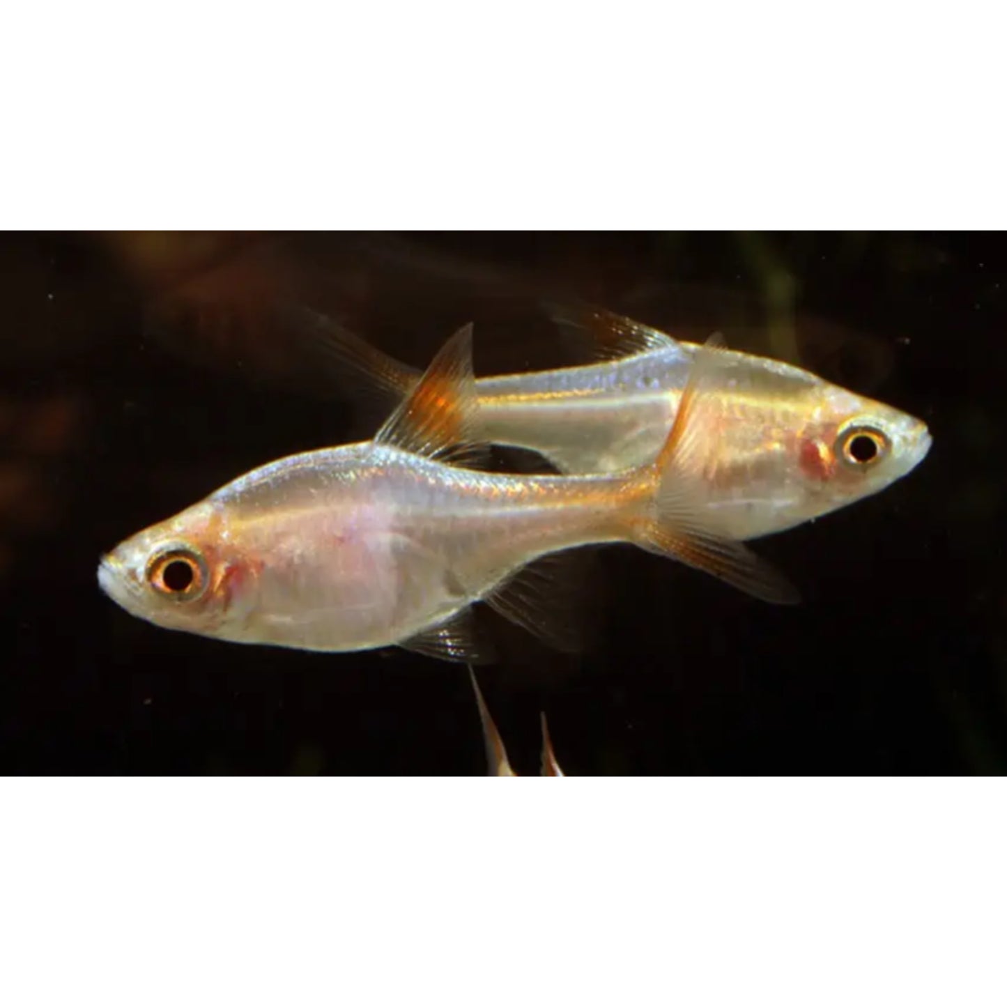 Rasbora heteromorpha gold