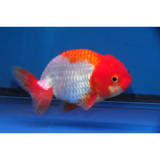 Carassius auratus red+white ranchu