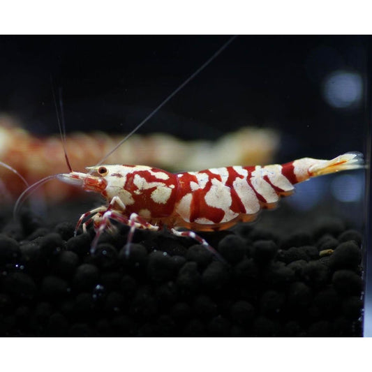 Caridina sp. Red Francy Tiger