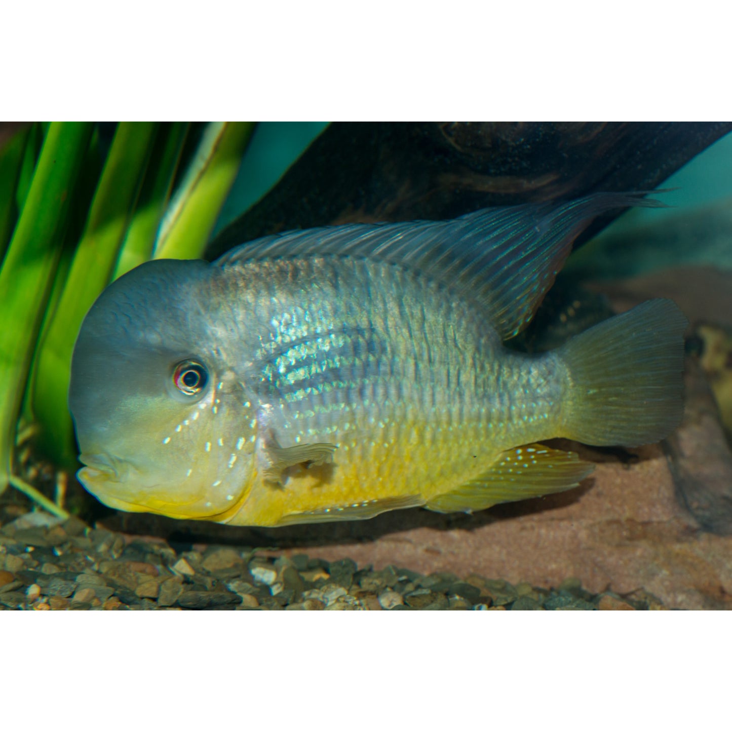 Gymnogeophagus Balzanii