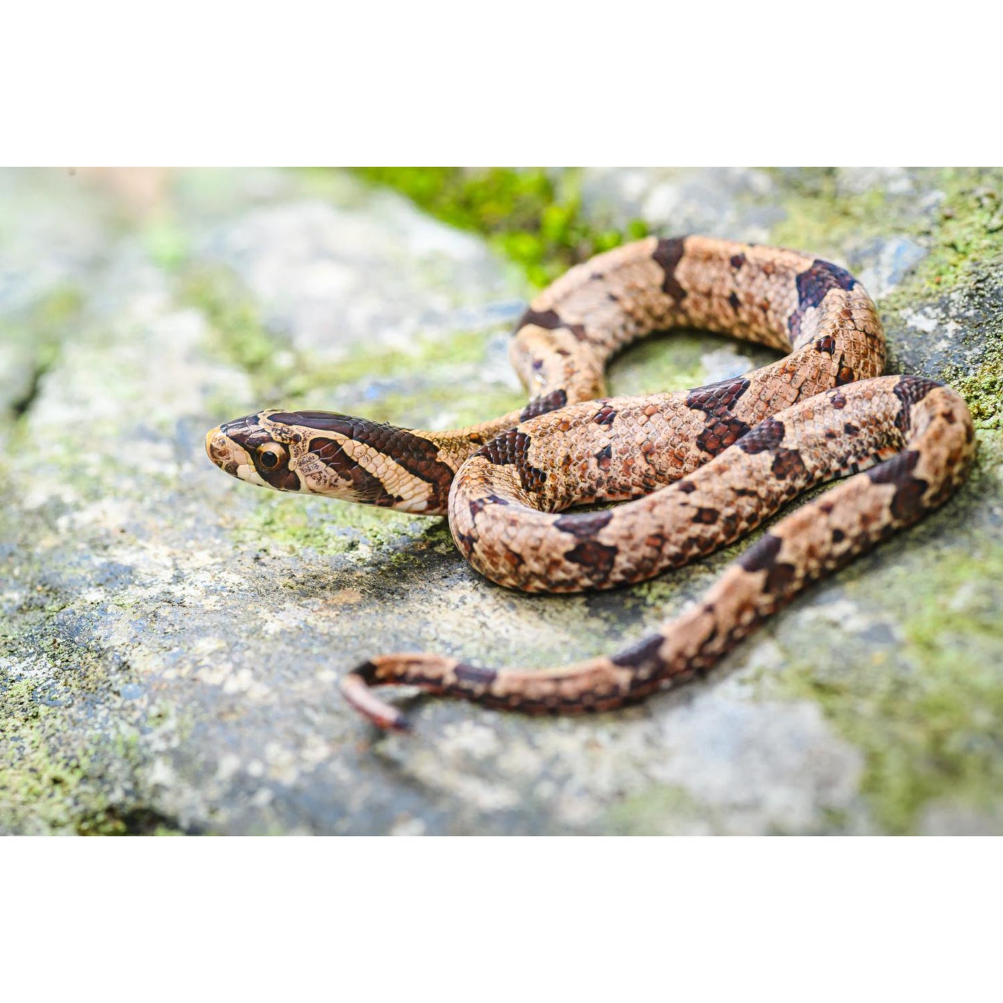 Oligodon purpurascens