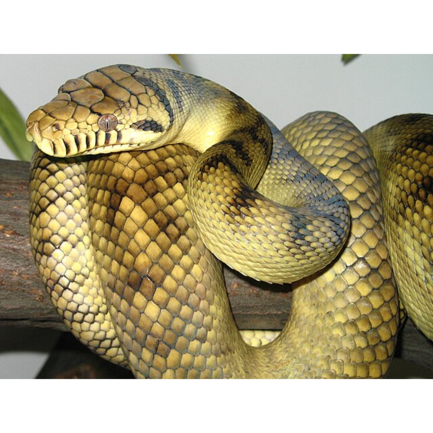 Morelia amethistina merauke