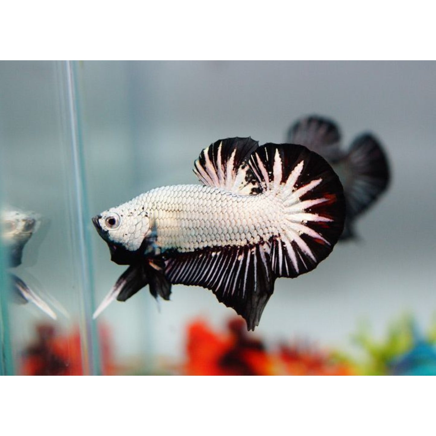 Betta splendens “plakat Dragon”