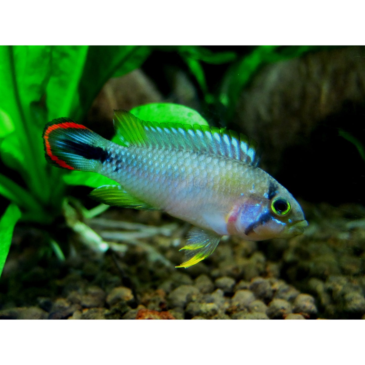 Apistogramma Pandurini