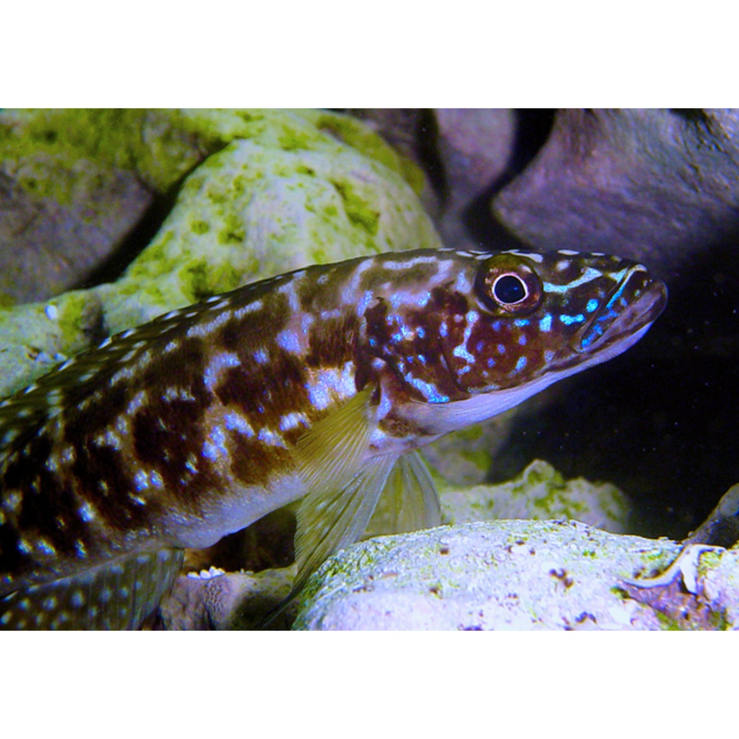 Lamprologus Kendalli