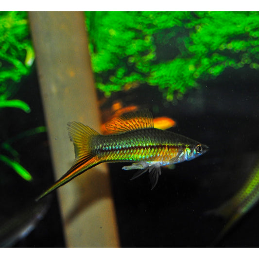 Xiphophorus helleri (portaspada) “green”